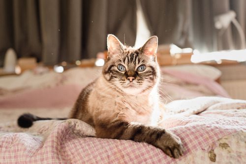 cat laying on their owner's bed at home