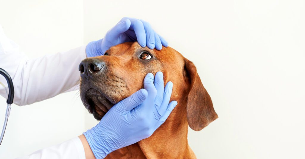 dog-eye-injuries