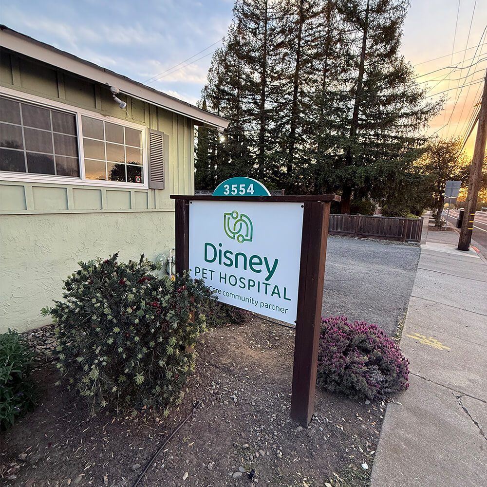 Disney Pet Hospital building exterior with landscaping and sign
