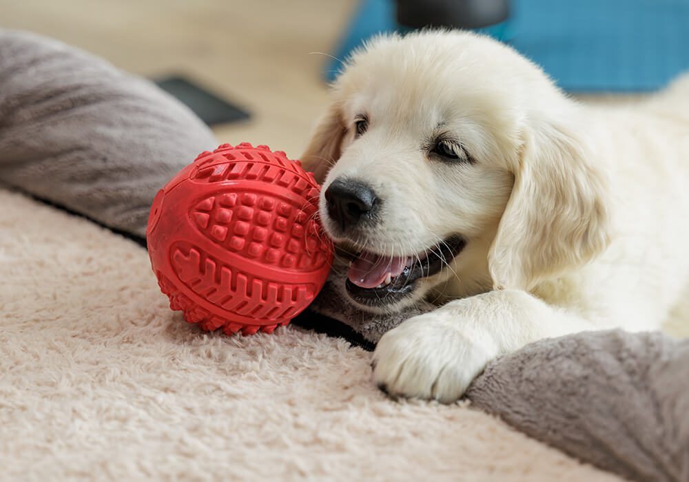 small tan golden retriever puppy on the floor playing with a red ball