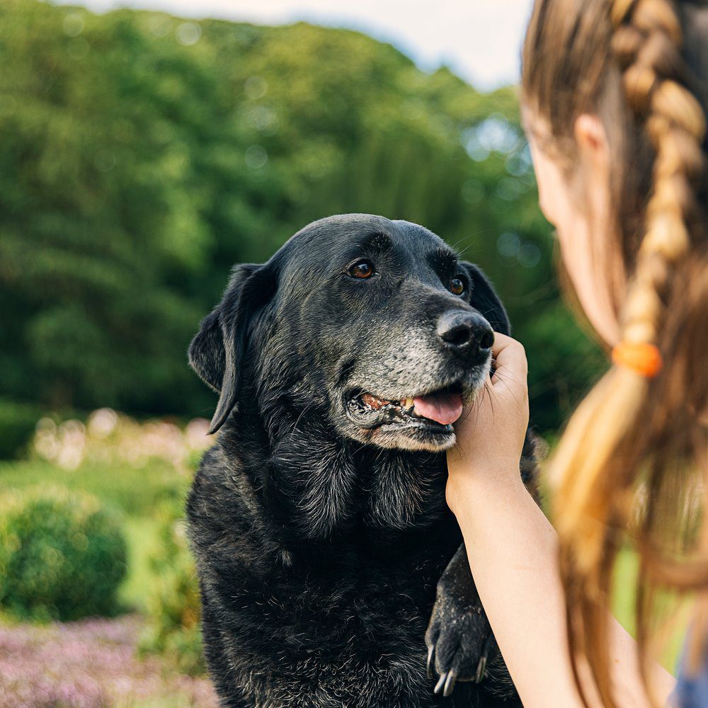Old Dog Comforted By Owner Outside