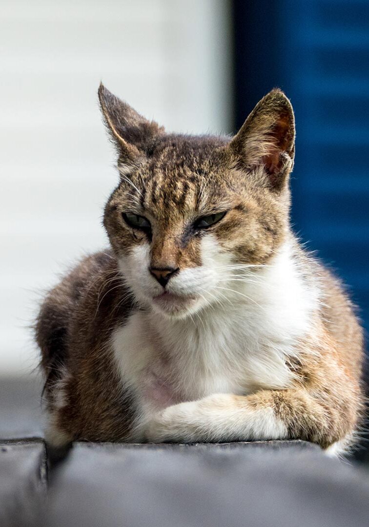Senior cat sitting on a stone step