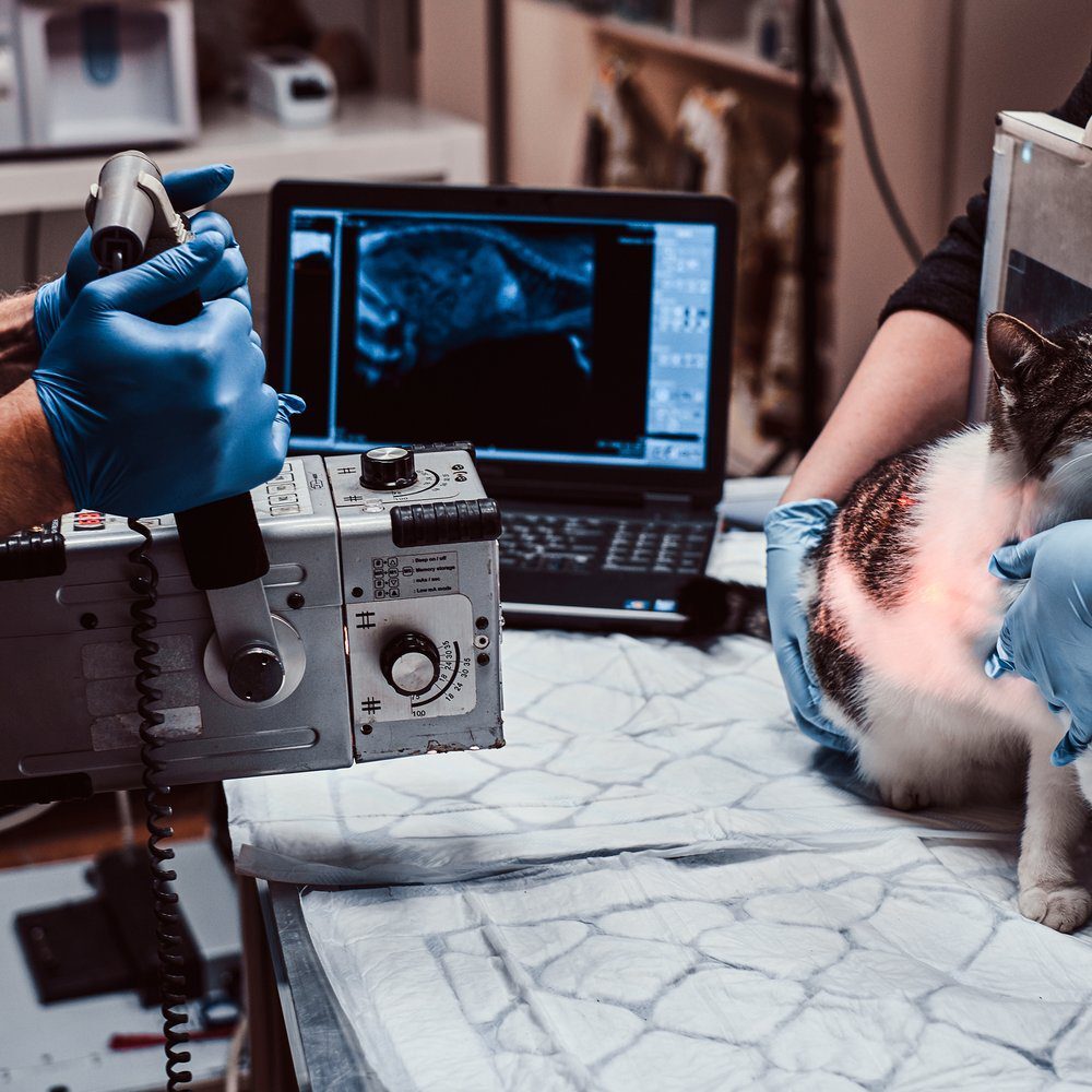 Veterinarian Taking X Ray Of Cat